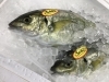 「魚魚市場鮮魚コーナーおすすめは「シマアジ」です♪」