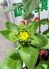 一番乗りの蕾はそろそろ開花しそう🌻「そろそろ開花🌻 【テスコム明石求人センター】明石市大明石町」