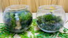 「8/24（土）8/25（日）【びぃぷらすHandmade教室】癒しの森「苔テラリウムづくり」」