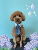 「Dog salon mofu mofu　余市町」