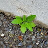何ていう草でしょう?「🌱次から次へ🌱」
