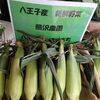 とうもろこしは採れたてが１番！　恵味ゴールド「本日、6/25 八王子産とうもろこし🌽　恵味ゴールド　入荷しました。朝採れ新鮮　八王子産　野菜　採れたて　甘い　八日町　熊澤農園　新鮮野菜　採れてから数時間　生でも食べれる　夏　熱い」