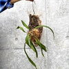 観葉植物『アンスリウムビッタリフォリウム』のご紹介！　☺️💐【神戸市西区池上　花束　アレンジメント　スタンド花　胡蝶蘭　花環　大きな装花　観葉植物　KOBEフラワーグリーン】