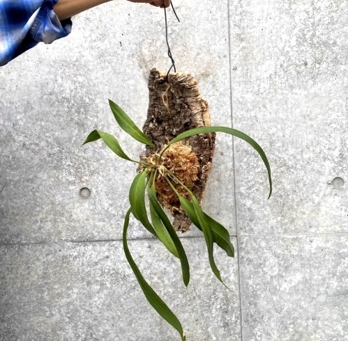 観葉植物『アンスリウムビッタリフォリウム』のご紹介！ ☺️💐【神戸市西区池上 花束 アレンジメント スタンド花 胡蝶蘭 花環 大きな装花 観葉植物  KOBEフラワーグリーン】 | KOBEフラワーグリーン のニュース | まいぷれ[神戸市西区]