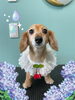「Dog salon mofu mofu　余市町」