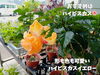 「暮らしに彩りを添えてくれる季節の花。南魚沼で長く愛される花屋、フローリストたかの。」