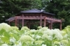 東山公園の白いあじさい「あじさいの開花状況♪」
