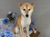 「本日のお客さま♥️柴犬【大分市中戸次／ドッグサロン／トリミング】」