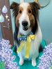 「Dog salon mofu mofu　余市町」