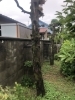作業前 / カイヅカイブキ２本の抜根「川西市大和東で庭木の抜根をしました！」