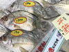 「魚魚市場鮮魚コーナーおすすめは「ヒラアジ」です♪」