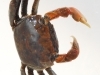 アカテガニ♀「アカテガニ発見🦀」