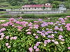 入居者様にと対岸畑に植えてくださった紫陽花が満開「紫陽花見学に行きました。」