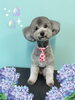 「Dog salon mofu mofu　余市町」