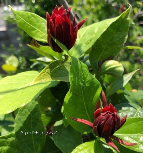 「今年もたくさんの花が咲きました✨️」