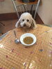 気を付けたい犬の食事「気を付けたい犬の食事」