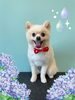 「Dog salon mofu mofu　余市町」