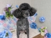 「本日のお客さま♥️マルプー【大分市中戸次／ドッグサロン／トリミング】」