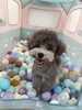 ぷっちゃん「ましゅまろ幼稚園🐾」