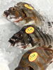 「魚魚市場鮮魚コーナーおすすめ商品は「キッコリ」です♪」