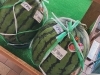 巨大スイカ「羅皇（らおう）」入荷しました！ | 鹿島灘海浜公園の