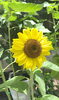 テスコムで最初にお客様に挨拶してくれる役目です「🌻開花の【テスコム明石求人センター】明石市大明石町」