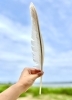 コブハクチョウの羽「涸沼で拾った鳥の羽🪶」