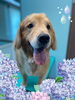 「Dog salon mofu mofu　余市町」