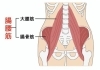 腸腰筋は身体の「要」です。「「腸腰筋」（股関節）を大切にしましょう。」