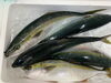 「本日鮮魚入荷してまーす。[岩牡蠣は７月から販売致します。]」