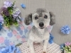 「本日のお客さま♥️トイプードル【大分市中戸次／ドッグサロン／トリミング】」