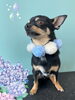 「Dog salon mofu mofu　余市町」