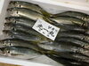 「本日鮮魚入荷致しました。[岩牡蠣は７月から販売致します。]」