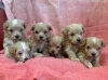「マルプー６匹兄弟🐶チワプーたちの2日後に誕生しました！」