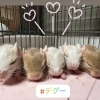 デグーの赤ちゃんが生まれました💕