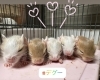 デグー５つ子ちゃんたち「デグーの赤ちゃんが生まれました💕」