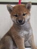 「【WAN'S】新しいワンちゃんのご紹介！柴犬　メス」