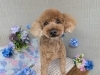 「本日のお客さま♥️トイプードル【大分市中戸次／ドッグサロン／トリミング】」
