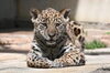 「第36回とべ動物園動物画コンクールを開催します。」