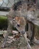 「キュウシュウジカの赤ちゃんが生まれました！」