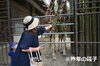 「＜7/2（火）~7/7（日）＞笹飾りを設置します！」