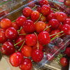 「岩手県二戸地区産　「さくらんぼ(佐藤錦)」の入荷が始まりました～🍒」