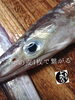 「鱧（ハモ）入荷致しました
【浜町の海鮮居酒屋 上なり】」
