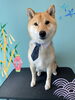 「Dog salon mofu mofu　余市町」