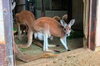 スピカと仔「アカカンガルーの赤ちゃんが顔を出しました！」