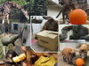 「動物たちへのプレゼント“2024Summer”」
