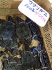 「魚魚市場鮮魚コーナーおすすめは「ワタリガニ」です♪」