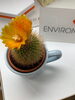 かわいいサボテン🌵ちゃん「当院のサボテン🌵」