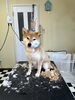 大きいトリミングテーブル上下します🚧「豆柴ちゃんのサマーカット⭐️⭐️」