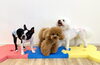ぽんちゃん♡くまくん♡ぱんちゃん「ましゅまろ幼稚園🐶」